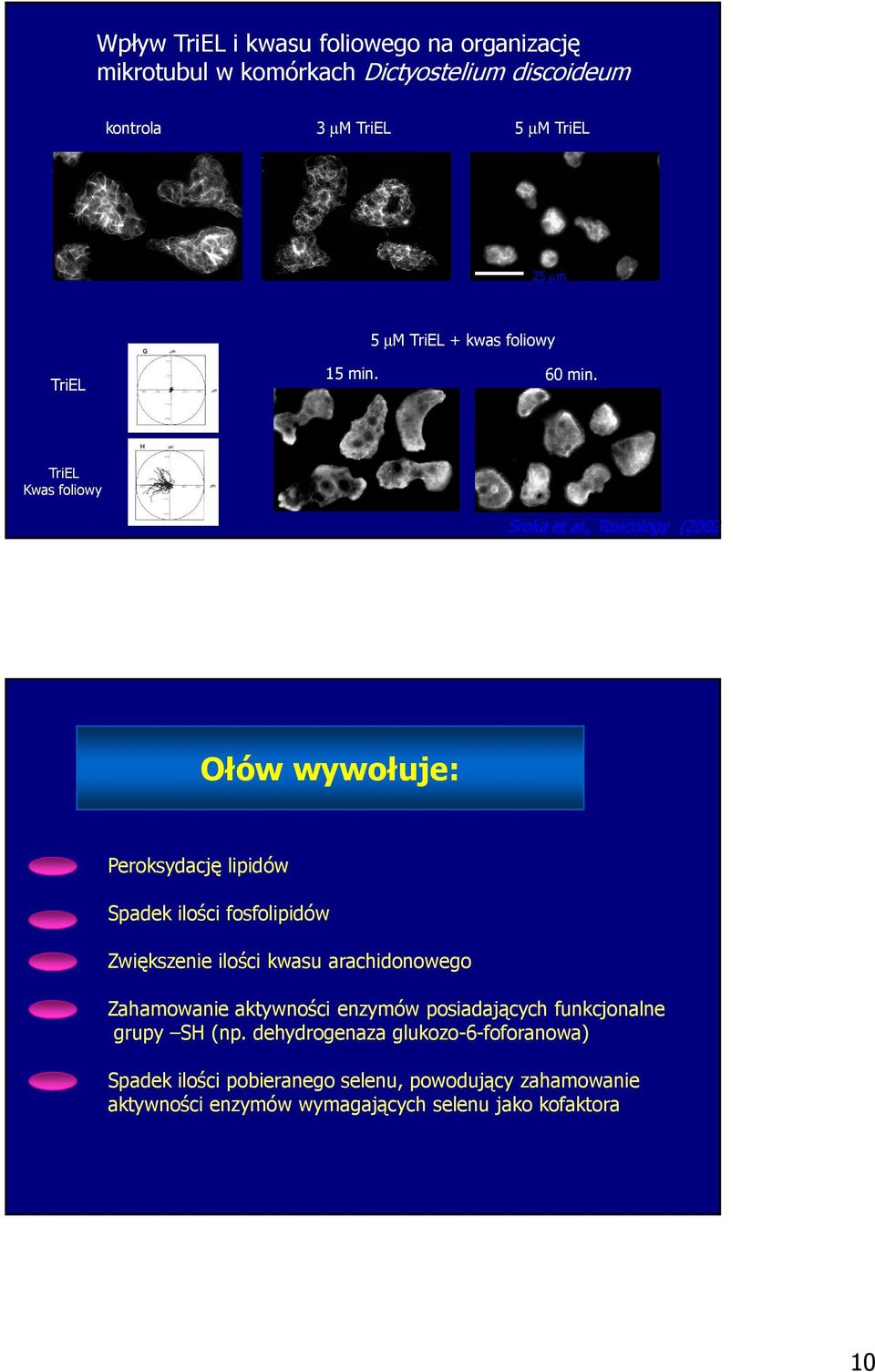 , Toxicology (2002) Ołów wywołuje: Peroksydację lipidów Spadek ilości fosfolipidów Zwiększenie ilości kwasu arachidonowego Zahamowanie