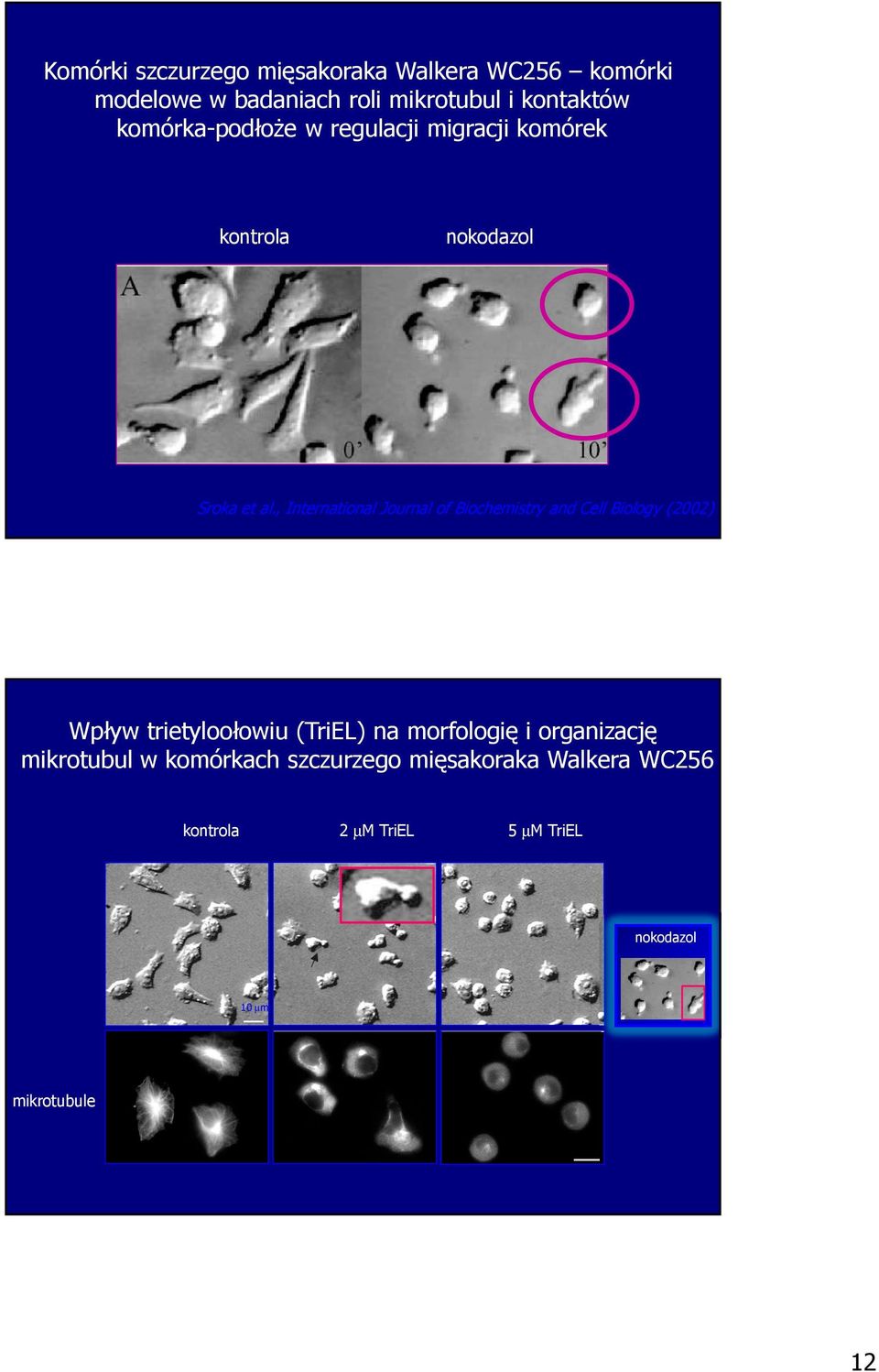 , International Journal of Biochemistry and Cell Biology (2002) Wpływ trietyloołowiu (TriEL) na