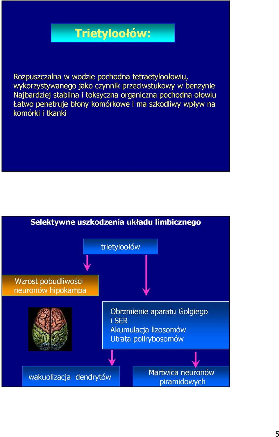 komórki i tkanki Selektywne uszkodzenia układu limbicznego trietyloołów Wzrost pobudliwości neuronów hipokampa