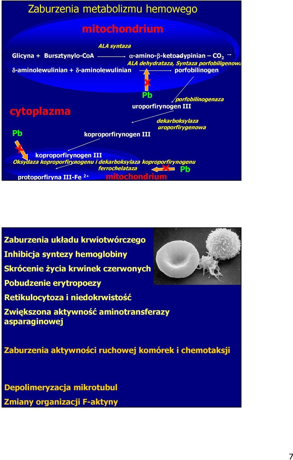 koproporfirynogenu ferrochelataza protoporfiryna III-Fe 2+ mitochondrium Pb Zaburzenia układu krwiotwórczego Inhibicja syntezy hemoglobiny Skrócenie Ŝycia krwinek czerwonych Pobudzenie