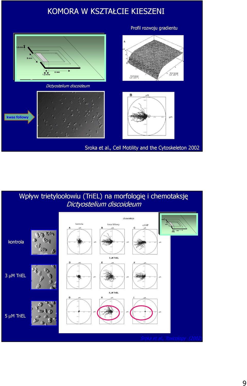, Cell Motility and the Cytoskeleton 2002 Wpływ trietyloołowiu (TriEL) na