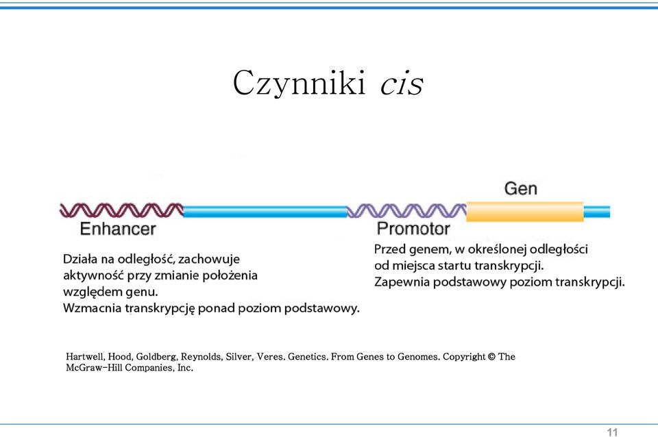 Genetics. From Genes to Genomes.