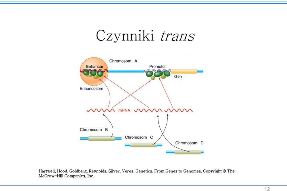 Genetics. From Genes to Genomes.