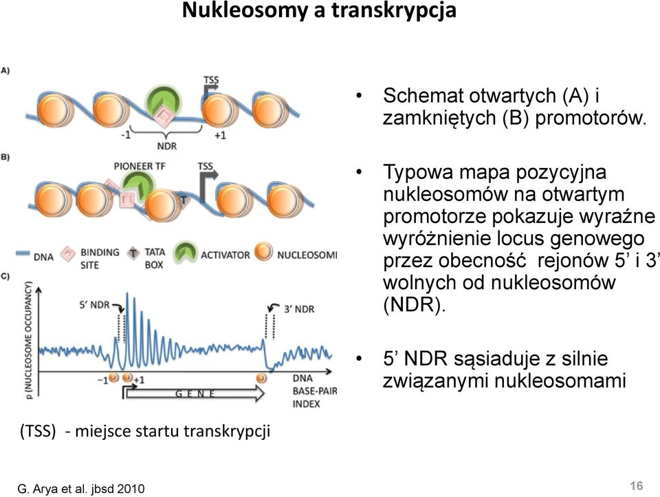 Typowa mapa pozycyjna nukleosomów na otwartym promotorze pokazuje wyraźne wyróżnienie