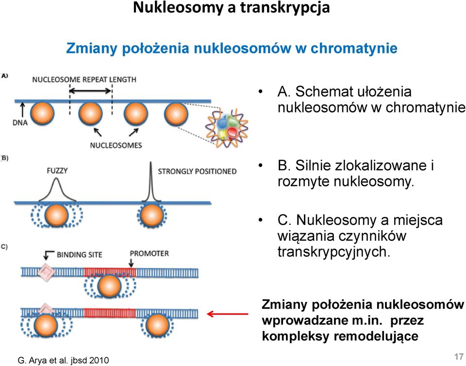 Silnie zlokalizowane i rozmyte nukleosomy. C.