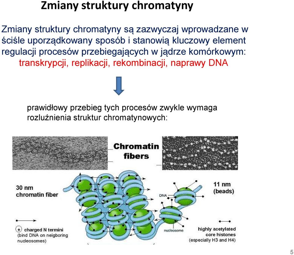 przebiegających w jądrze komórkowym: transkrypcji, replikacji, rekombinacji,