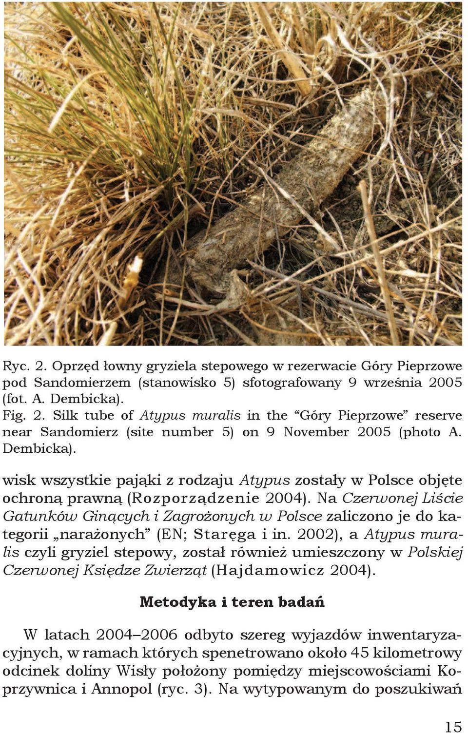 Na Czerwonej Liście Gatunków Ginących i Zagrożonych w Polsce zaliczono je do kategorii narażonych (EN; Staręga i in.