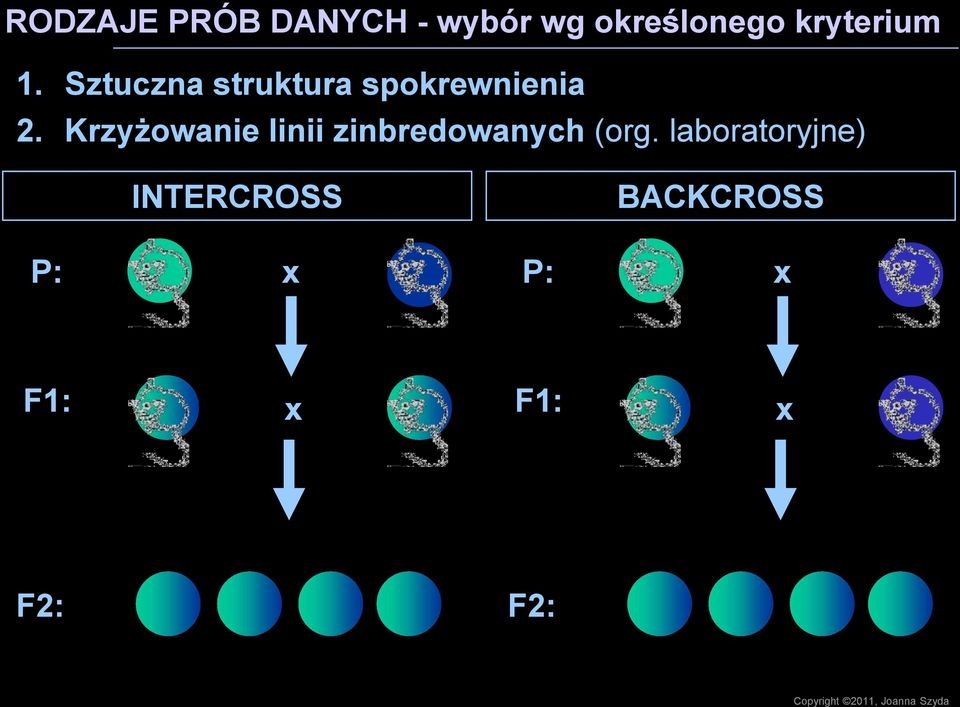 Krzyżowanie linii zinbredowanych (org.