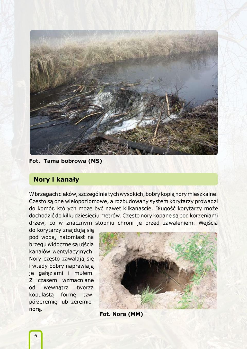 Długość korytarzy może dochodzić do kilkudziesięciu metrów. Często nory kopane są pod korzeniami drzew, co w znacznym stopniu chroni je przed zawaleniem.