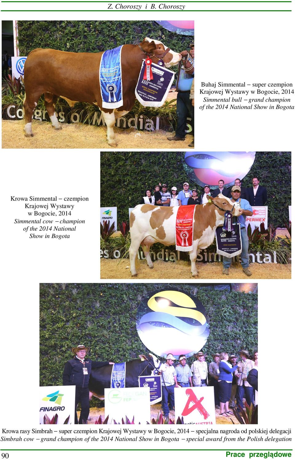 National Show in Bogota Krowa Simmental czempion Krajowej Wystawy w Bogocie, 2014 Simmental cow champion of the 2014