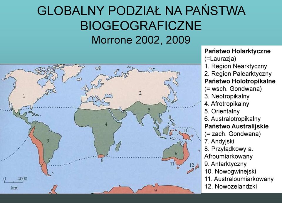 Afrotropikalny 5. Orientalny 6. Australotropikalny Państwo Australijskie (= zach. Gondwana) 7.