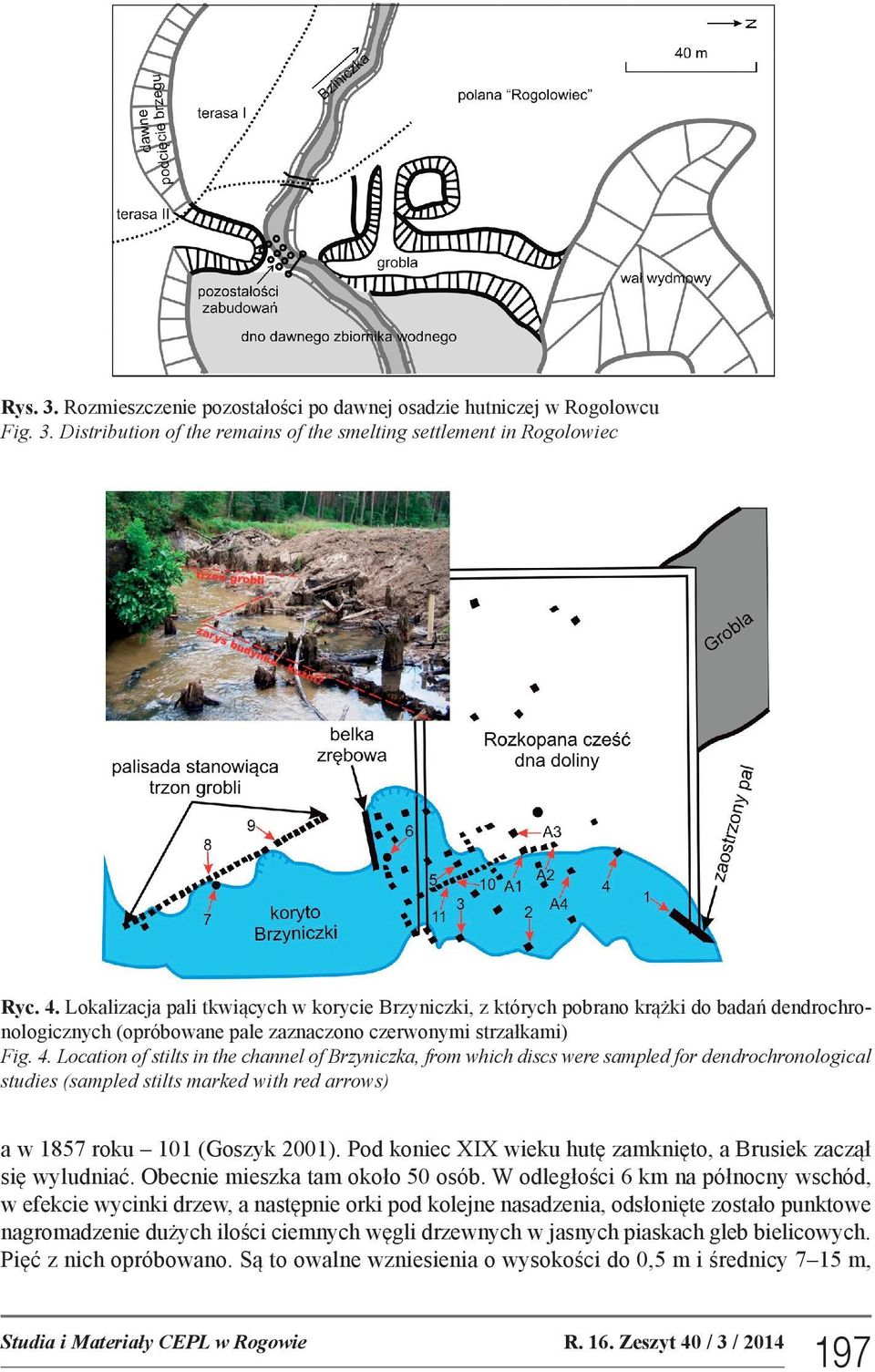 Location of stilts in the channel of Brzyniczka, from which discs were sampled for dendrochronological studies (sampled stilts marked with red arrows) a w 1857 roku 101 (Goszyk 2001).