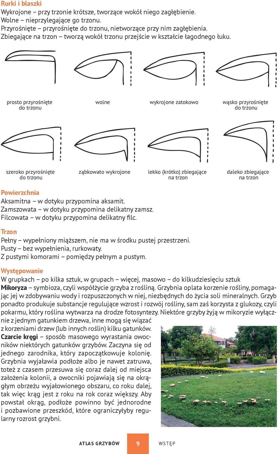 prosto przyrośnięte do trzonu wolne wykrojone zatokowo wąsko przyrośnięte do trzonu szeroko przyrośnięte do trzonu ząbkowato wykrojone lekko (krótko) zbiegające na trzon daleko zbiegające na trzon