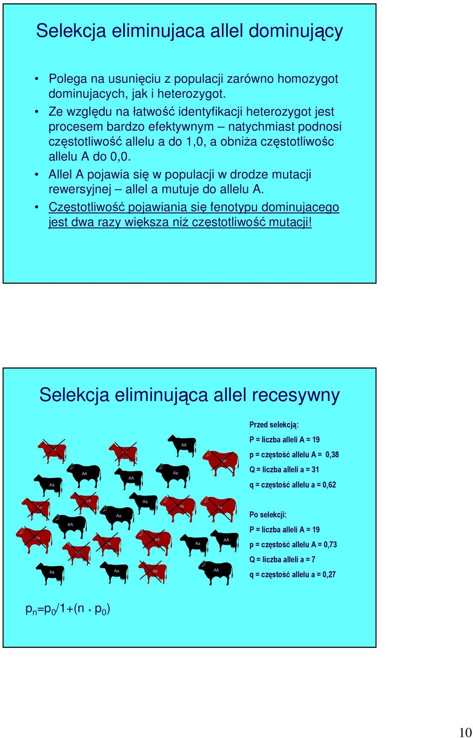 llel pojawia się w populacji w drodze mutacji rewersyjnej allel a mutuje do allelu. Częstotliwość pojawiania się fenotypu dominujacego jest dwa razy większa niż częstotliwość mutacji!