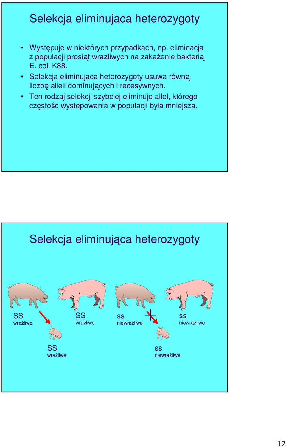 Selekcja eliminujaca heterozygoty usuwa równą liczbę alleli dominujących i recesywnych.