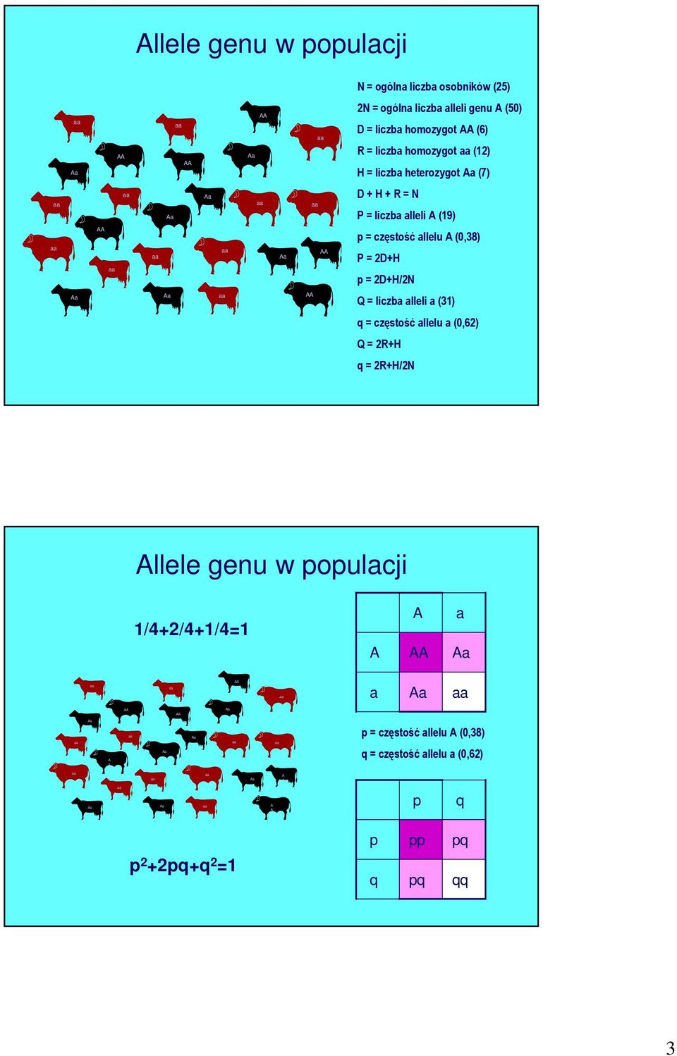 (0,38) P = 2D+H p = 2D+H/2N Q = liczba alleli a (31) q = częstość allelu a (0,62) Q = 2R+H q = 2R+H/2N llele genu w