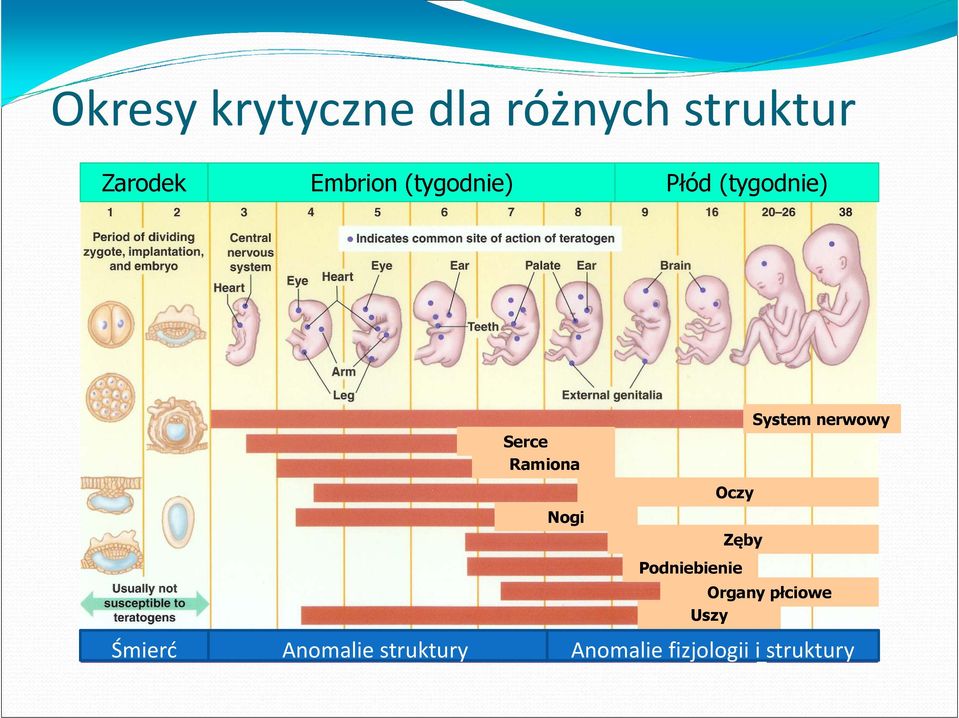 nerwowy Oczy Zęby Podniebienie Organy płciowe Uszy