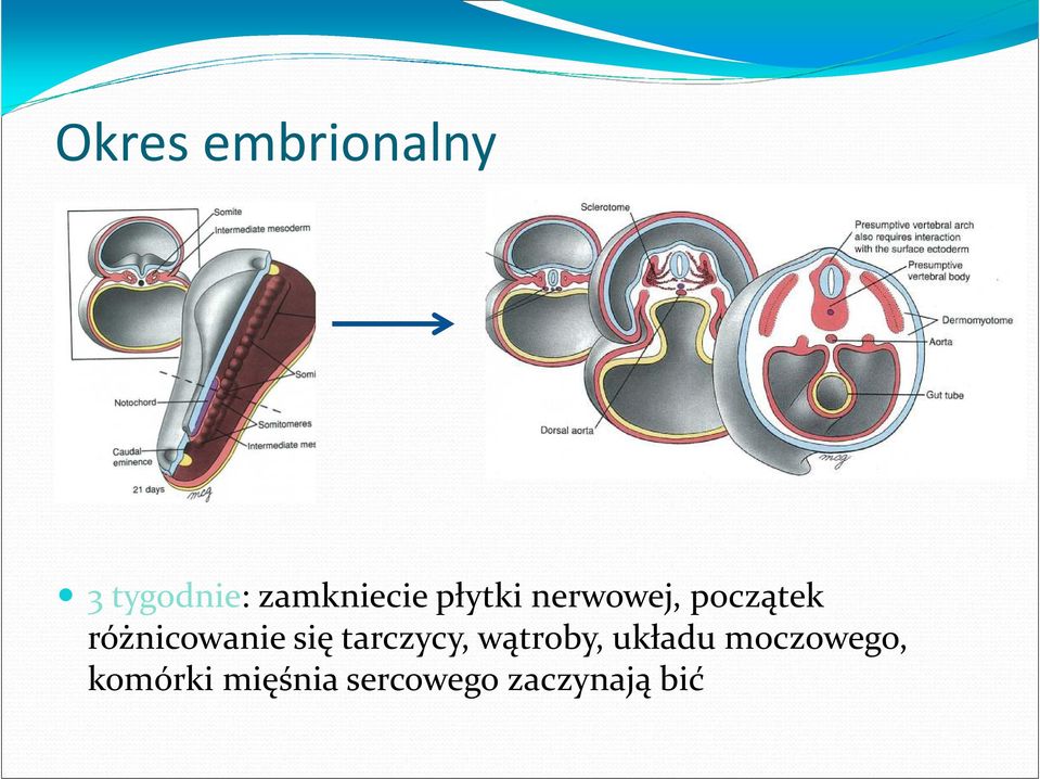 różnicowanie się tarczycy, wątroby,