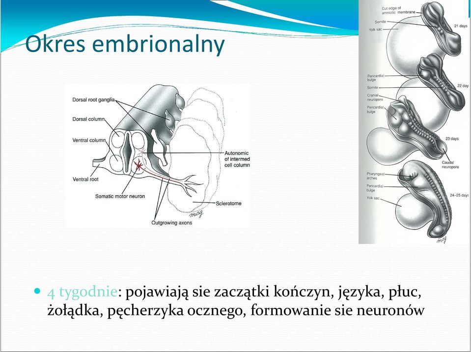 języka, płuc, żołądka,