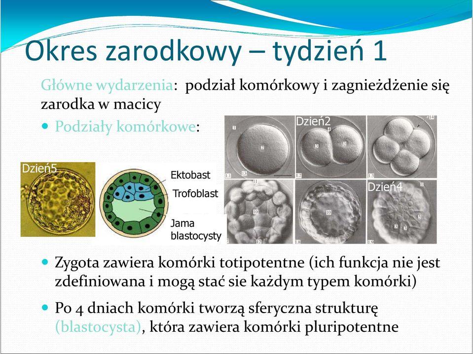 zawiera komórki totipotentne(ich funkcja nie jest zdefiniowana i mogą stać sie każdym typem