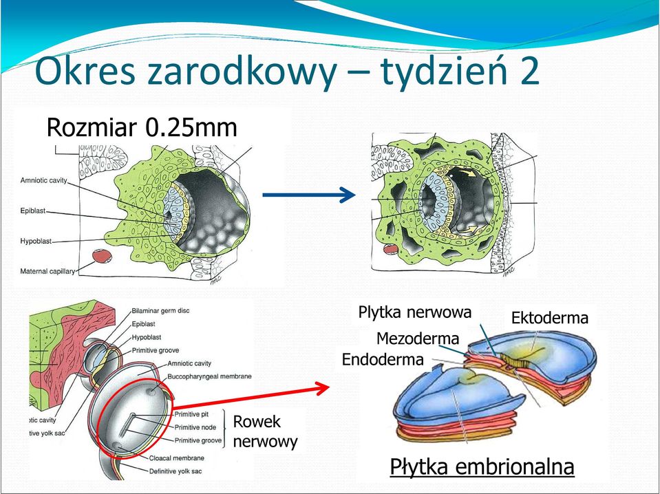 25mm Plytka nerwowa