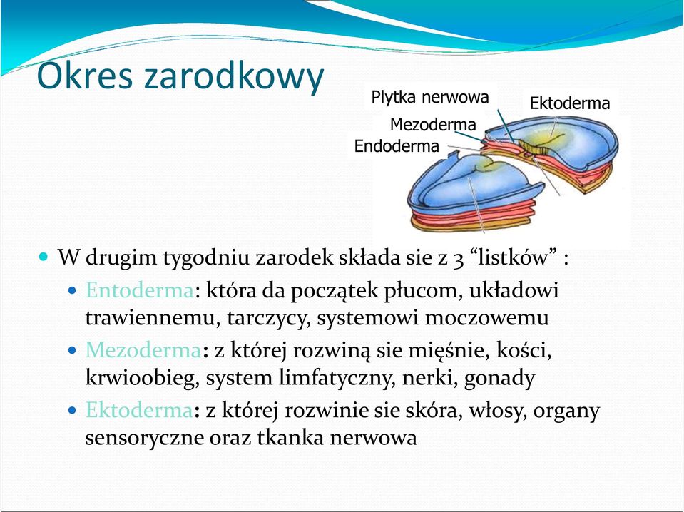 systemowi moczowemu Mezoderma:z której rozwiną sie mięśnie, kości, krwioobieg, system