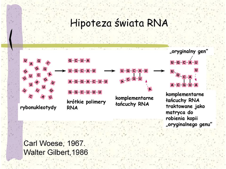 komplementarne łańcuchy RNA traktowane jako matryca do