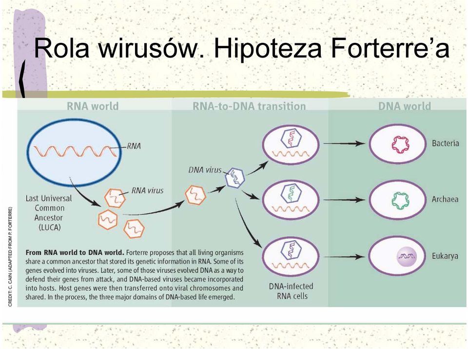 Hipoteza