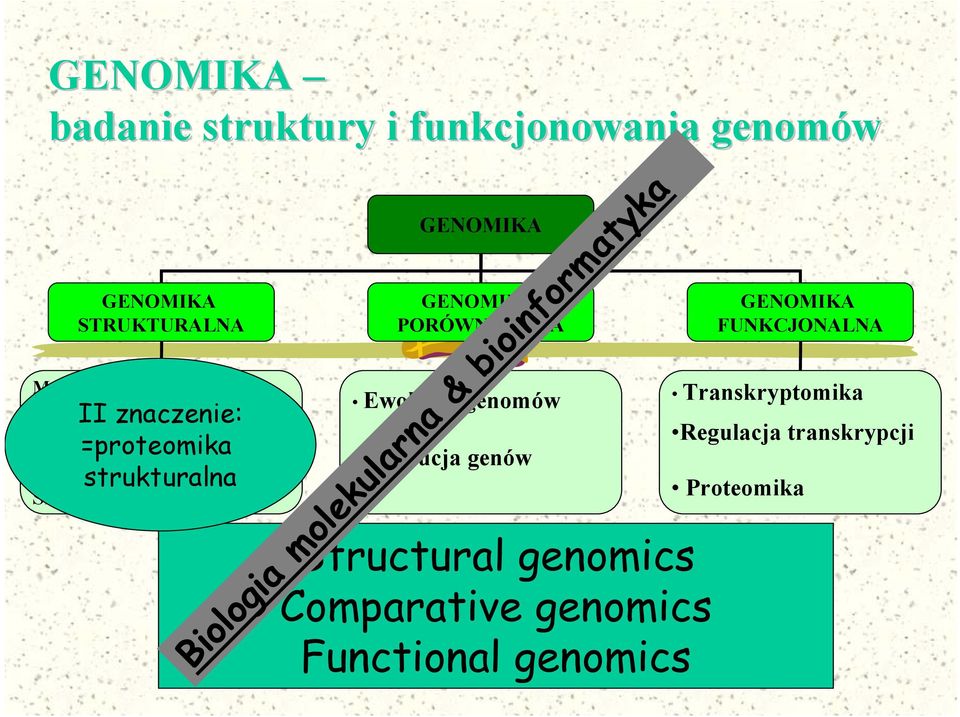 PORÓWNAWCZA Ewolucja genomów Ewolucja genów Structural genomics Comparative genomics Functional