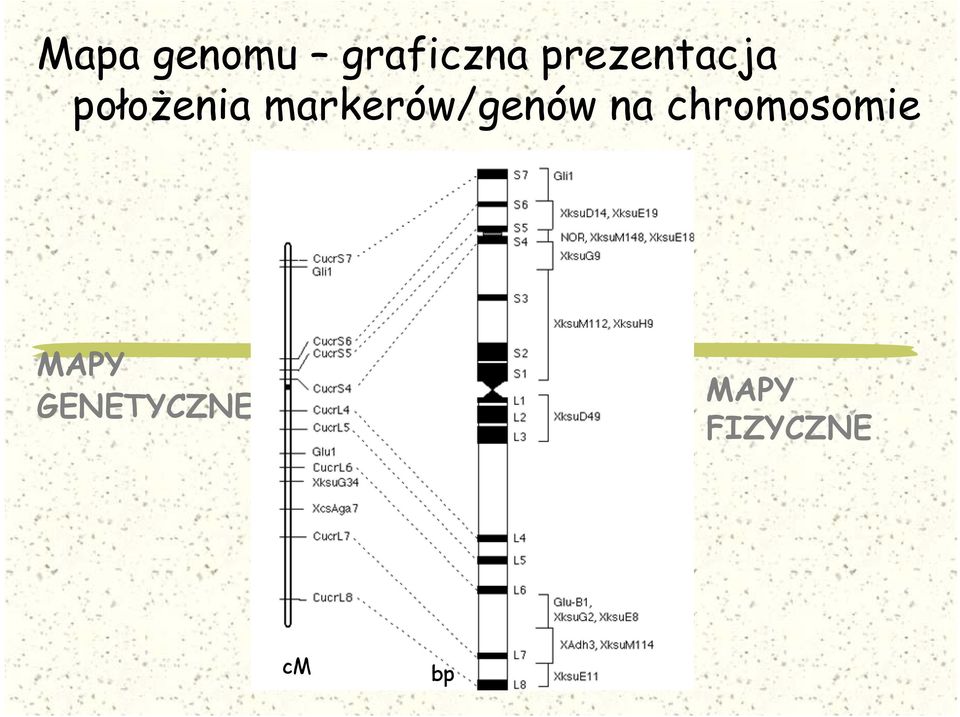 markerów/genów na