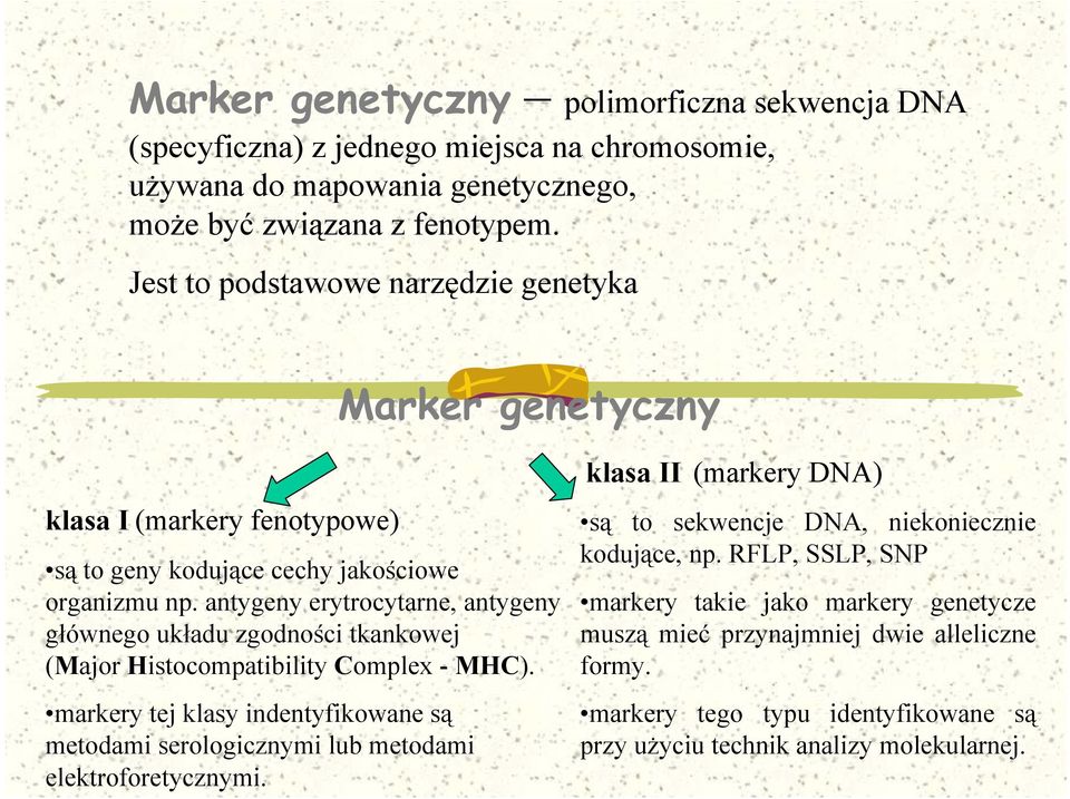 antygeny erytrocytarne, antygeny głównego układu zgodności tkankowej (Major Histocompatibility Complex - MHC).