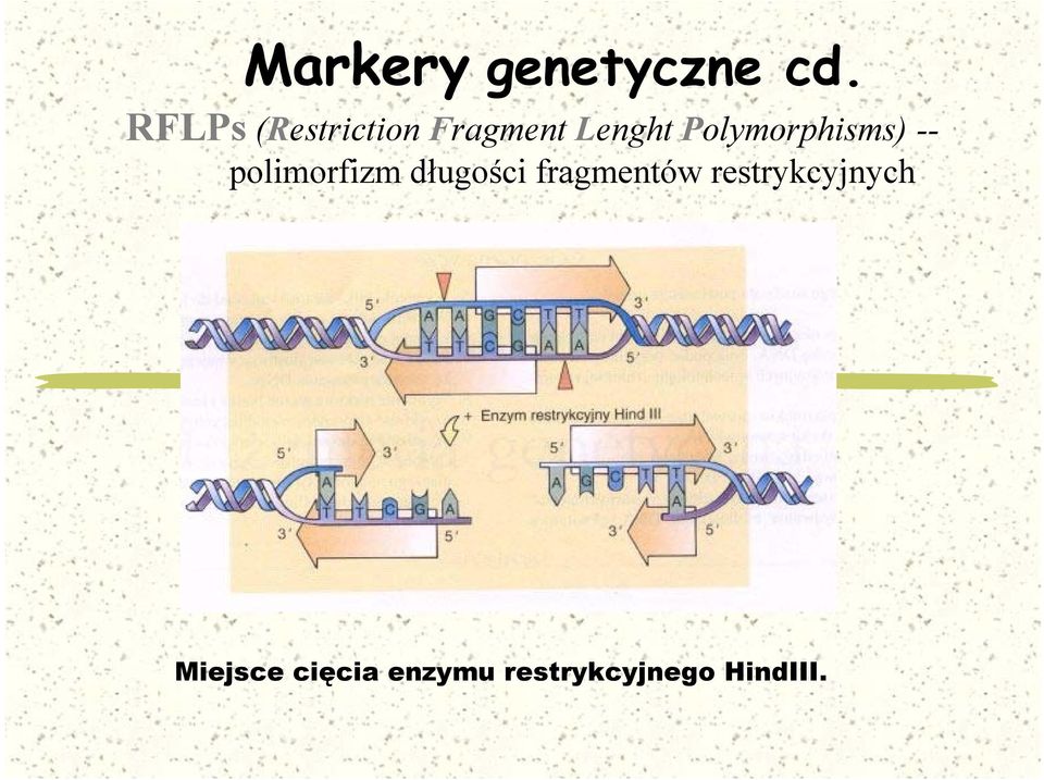 Polymorphisms) -- polimorfizm długości