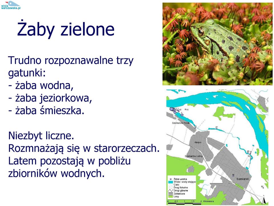 śmieszka. Niezbyt liczne.