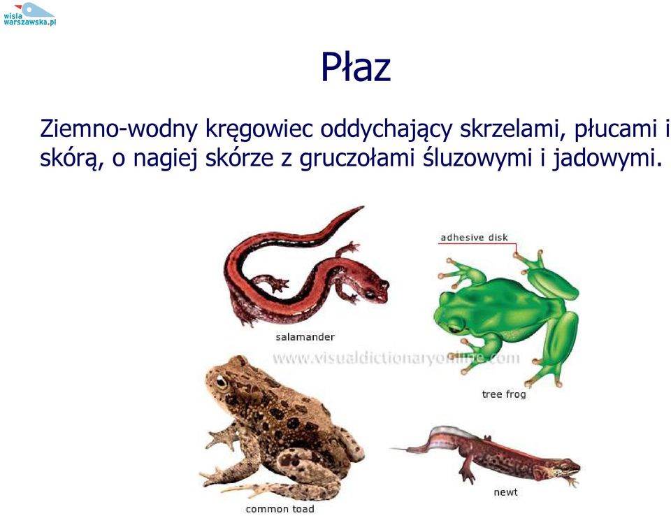 płucami i skórą, o nagiej