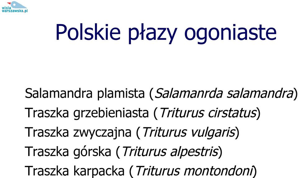 Traszka zwyczajna (Triturus vulgaris) Traszka górska