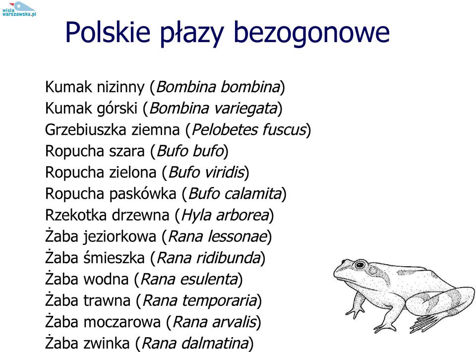 calamita) Rzekotka drzewna (Hyla arborea) Żaba jeziorkowa (Rana lessonae) Żaba śmieszka (Rana ridibunda)