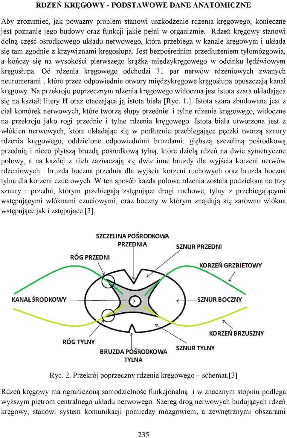 Jest bezpośrednim przedłużeniem tyłomózgowia, a kończy się na wysokości pierwszego krążka międzykręgowego w odcinku lędźwiowym kręgosłupa.