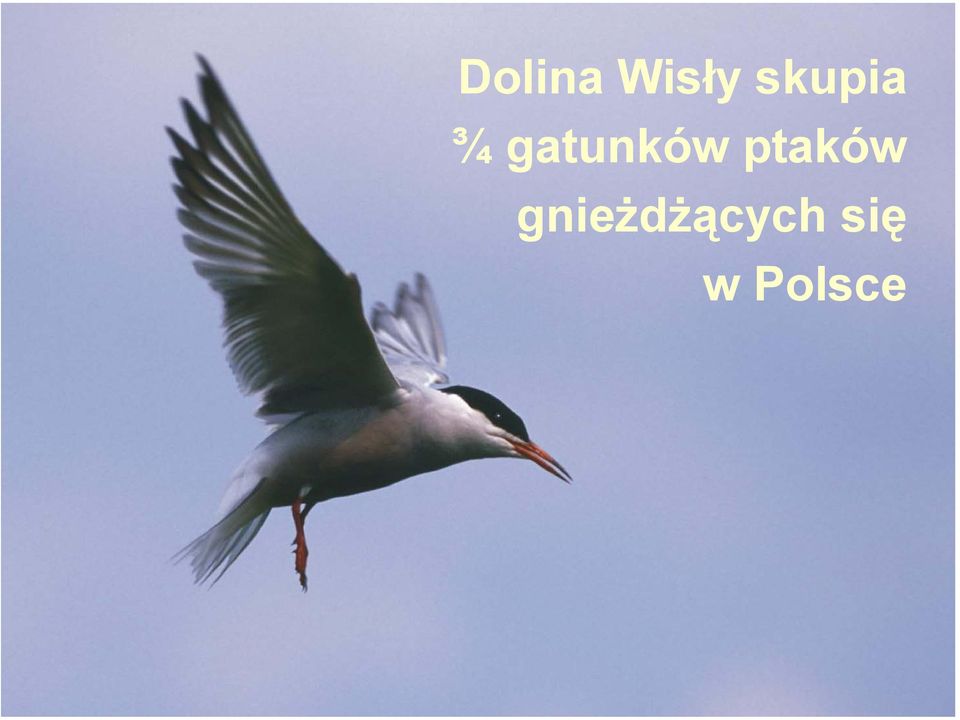 gatunków ptaków