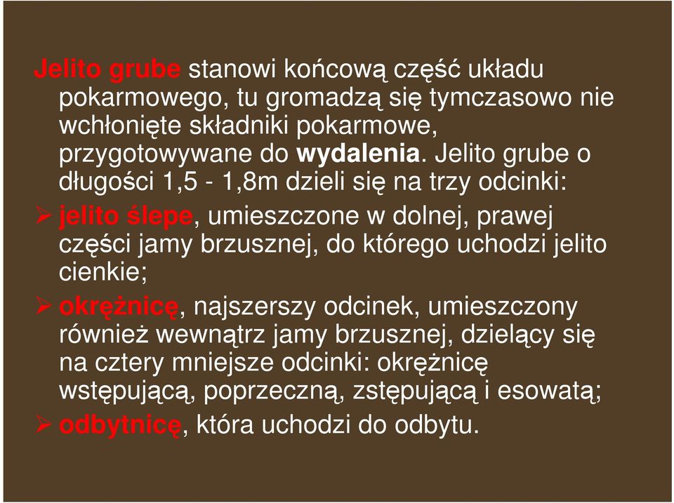 Jelito grube o długości 1,5-1,8m dzieli się na trzy odcinki: jelito ślepe, umieszczone w dolnej, prawej części jamy brzusznej, do