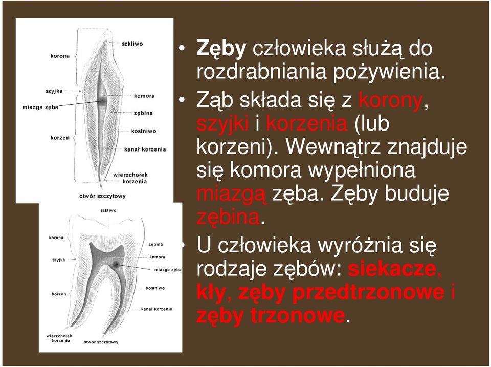 Wewnątrz znajduje się komora wypełniona miazgą zęba.