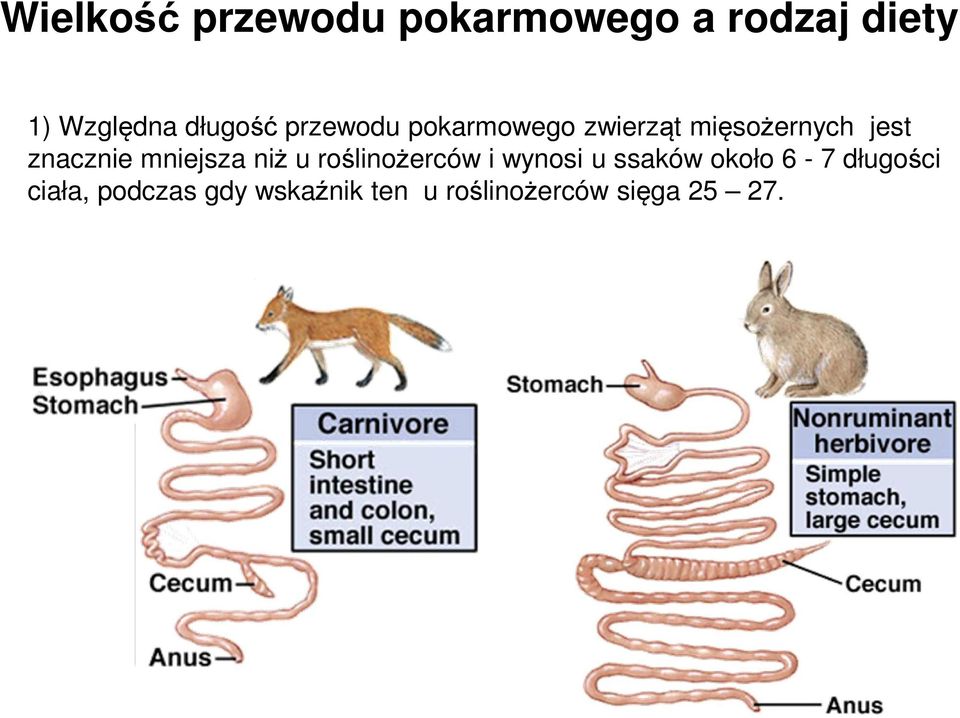 znacznie mniejsza niż u roślinożerców i wynosi u ssaków około