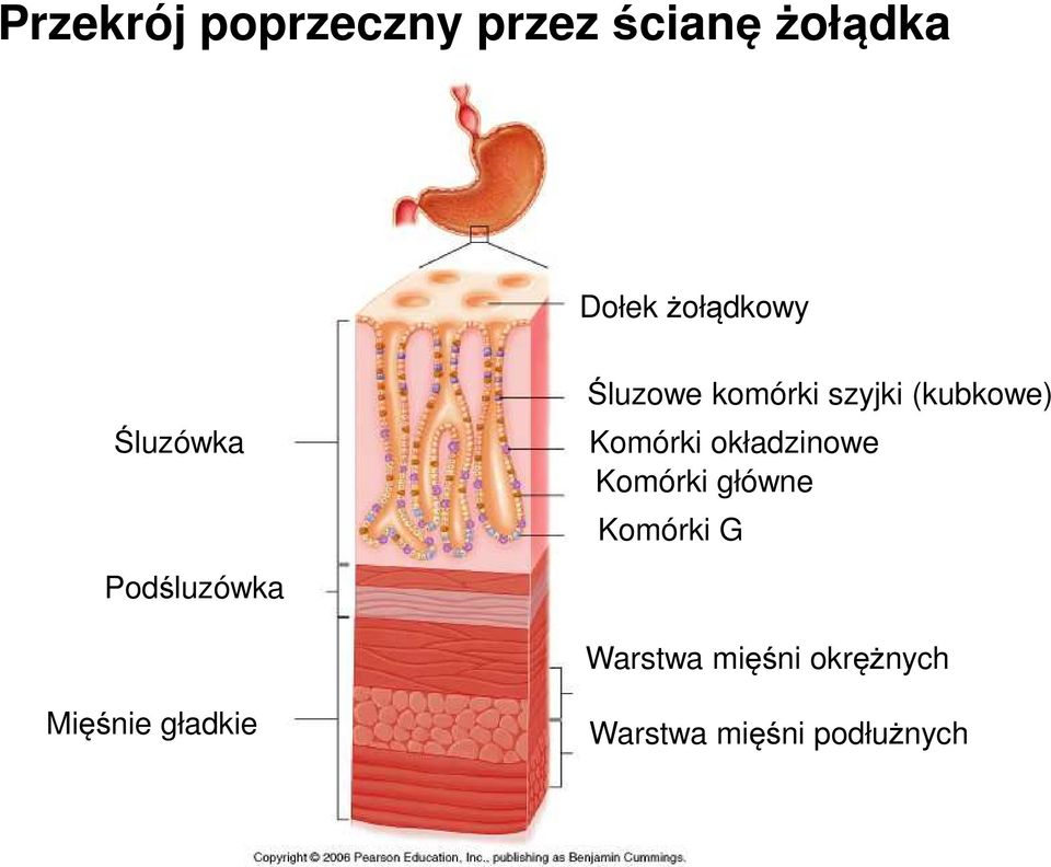 Komórki okładzinowe Komórki główne Komórki G