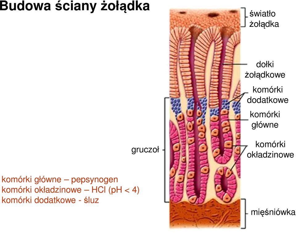 komórki okładzinowe komórki główne pepsynogen