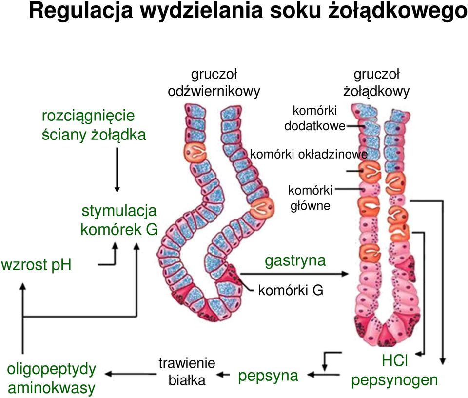 żołądkowy wzrost ph stymulacja komórek G komórki główne gastryna