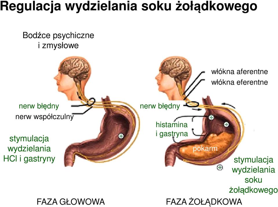 stymulacja wydzielania HCl i gastryny FAZA GŁOWOWA nerw błędny