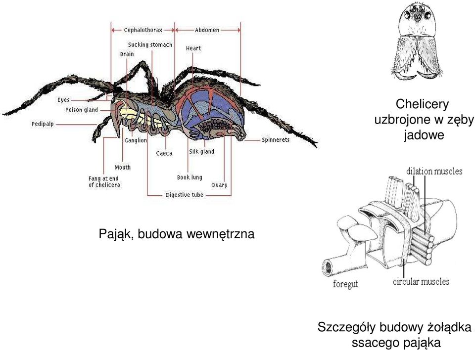 budowa wewnętrzna