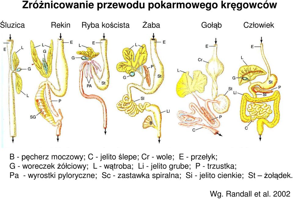 woreczek żółciowy; L - wątroba; Li - jelito grube; P - trzustka; Pa - wyrostki