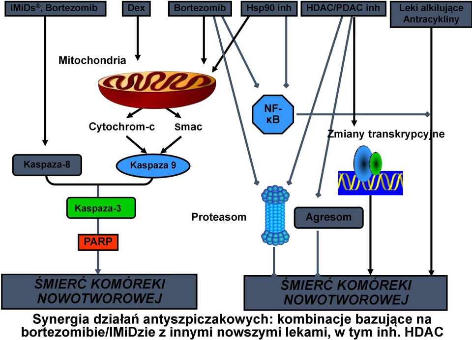 Proteasom Agresom ŚMIERĆ KOMÓREKI NOWOTWOROWEJ ŚMIERĆ KOMÓREKI NOWOTWOROWEJ Synergia działań