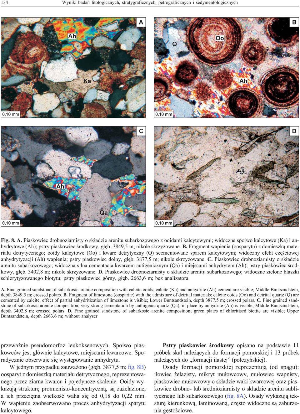 Fragment wapienia (oosparytu) z domieszk¹ materia³u detrytycznego; ooidy kalcytowe (Oo) i kwarc detrytyczny (Q) scementowane sparem kalcytowym; widoczny efekt czêœciowej anhydrytyzacji (Ah) wapienia;