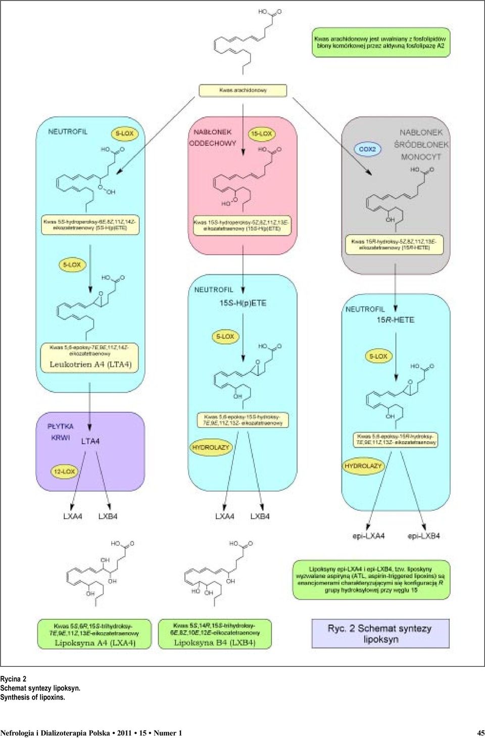 Synthesis of lipoxins.